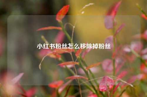 小红书粉丝怎么移除掉粉丝  第1张